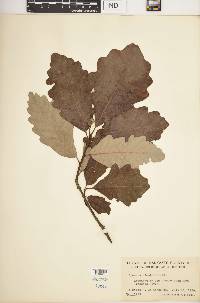 Quercus bicolor image