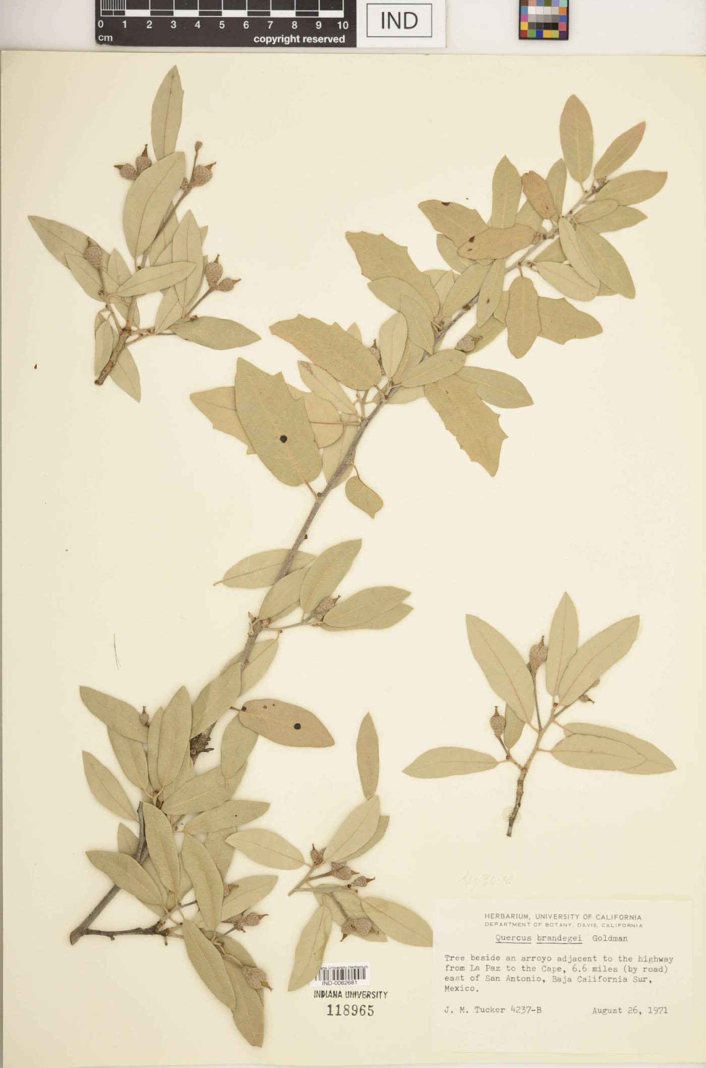 Quercus brandegeei image