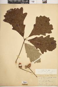 Quercus bicolor image