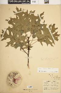 Quercus coccinea image