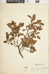 Quercus dumosa image