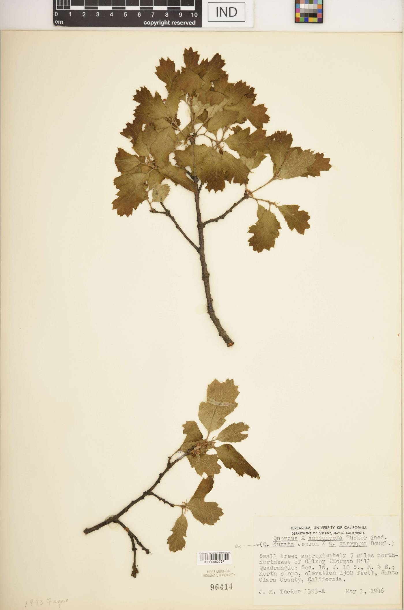 Quercus × subconvexa image