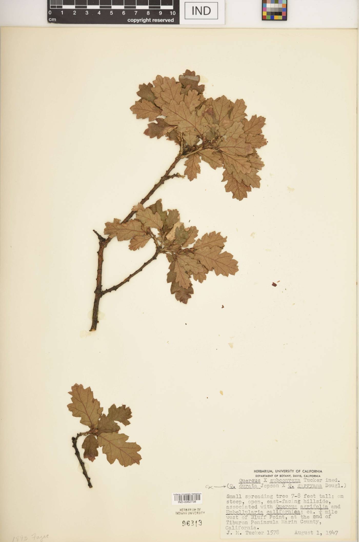 Quercus × subconvexa image