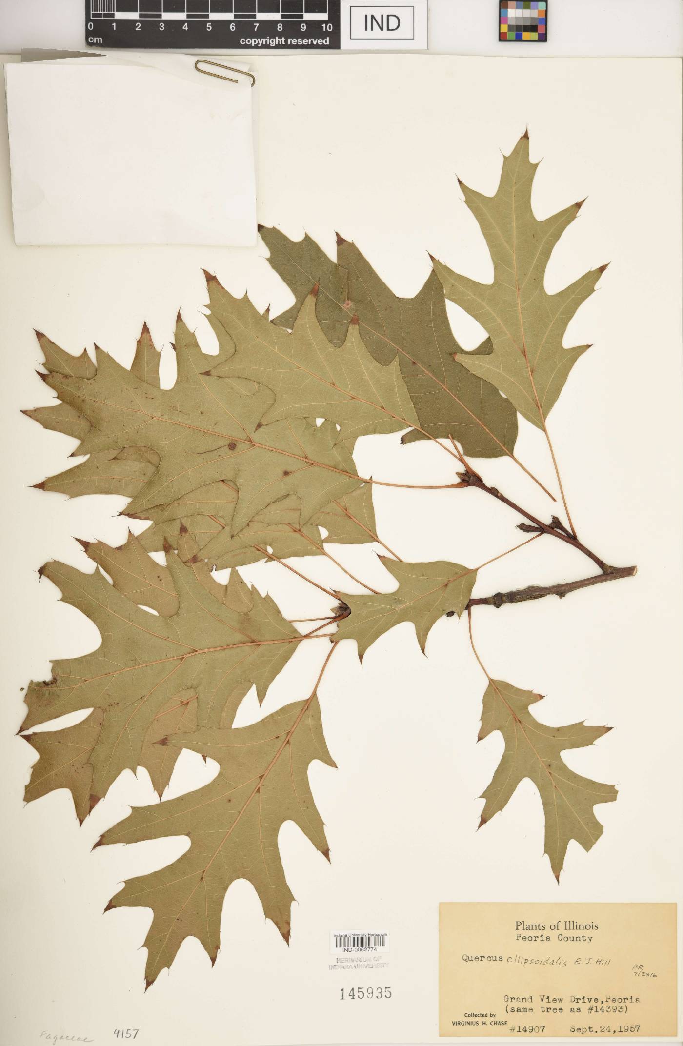 Quercus × hawkinsiae image
