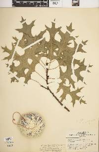 Quercus ellipsoidalis image