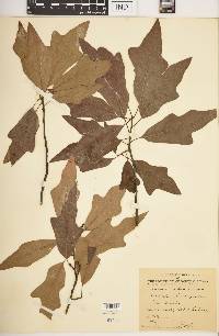 Quercus × garlandensis image