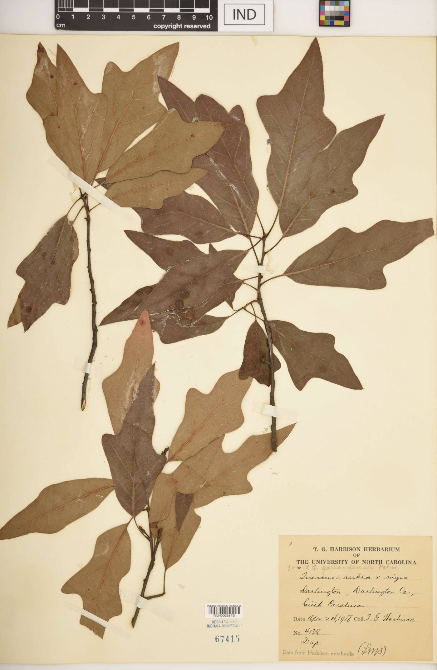 Quercus × garlandensis image