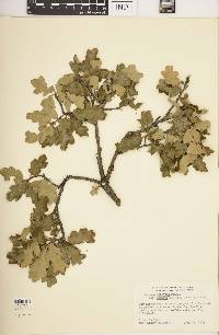 Quercus garryana image