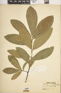 Quercus imbricaria image