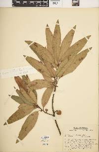 Quercus imbricaria image