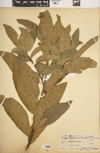 Quercus imbricaria image