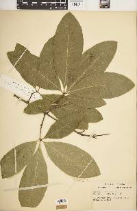 Quercus imbricaria image