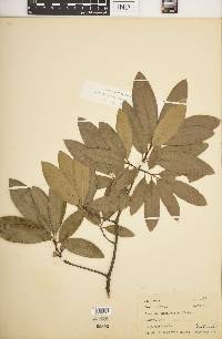 Quercus imbricaria image