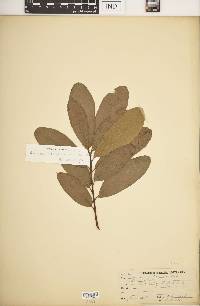 Quercus imbricaria image