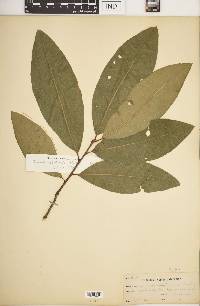 Quercus imbricaria image