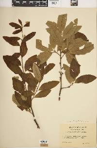 Quercus imbricaria image