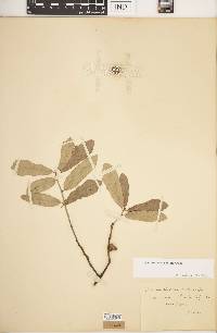 Quercus incana image