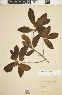 Quercus incana image