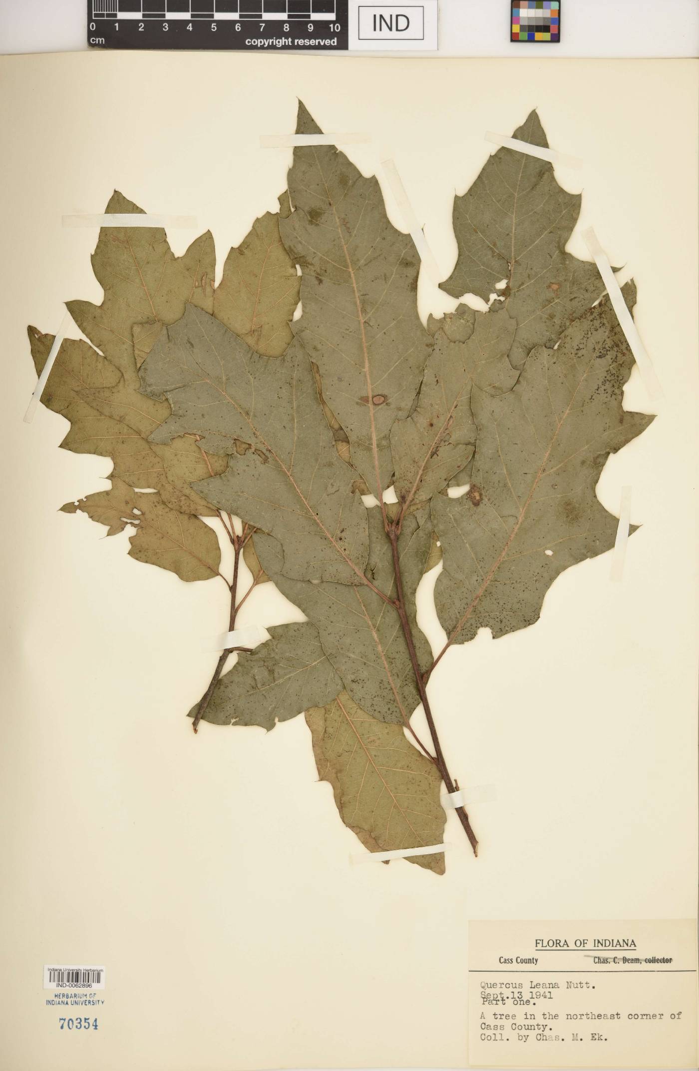 Quercus × leana image