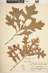 Quercus lyrata image