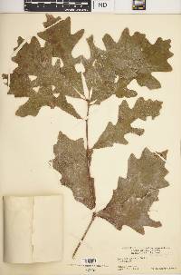 Quercus lyrata image