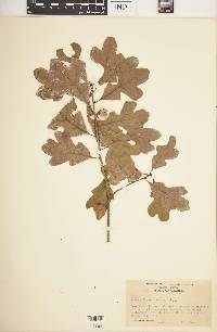 Quercus margaretta image