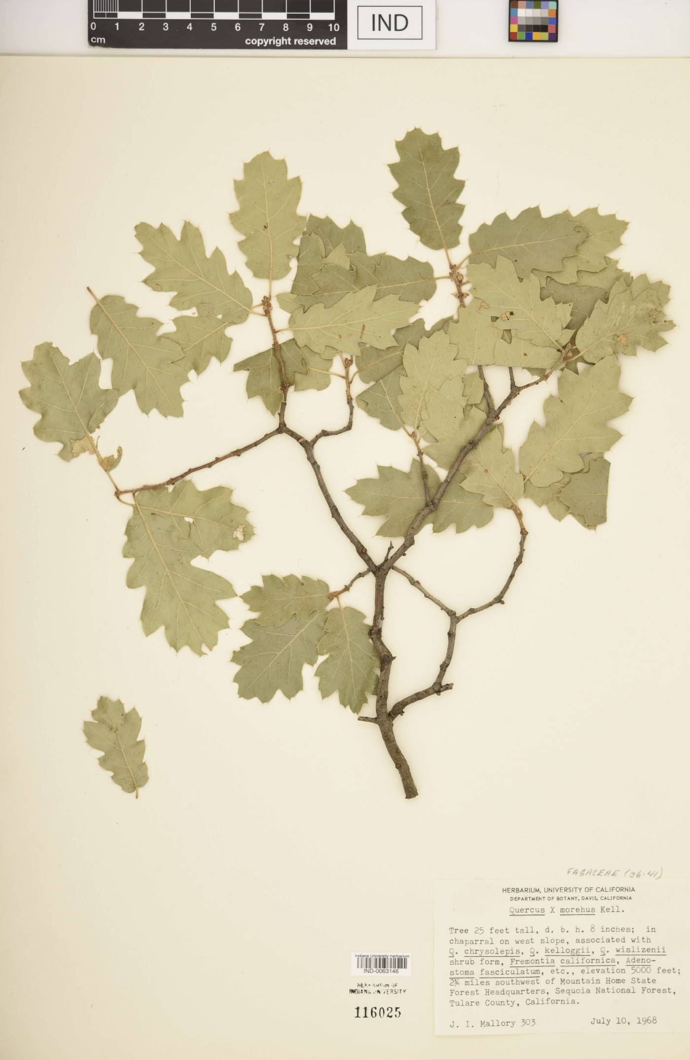 Quercus × morehus image