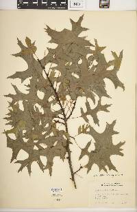 Quercus palustris image