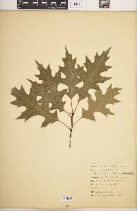 Quercus palustris image