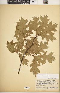 Quercus palustris image