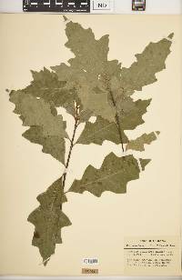 Quercus palustris image