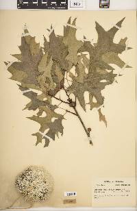 Quercus palustris image