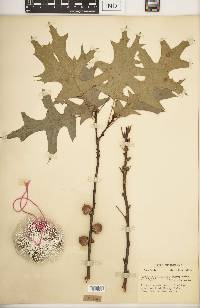 Quercus palustris image
