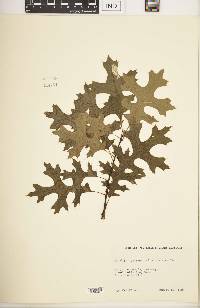 Quercus palustris image