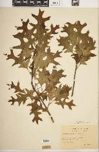 Quercus palustris image