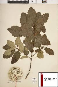 Quercus prinoides image