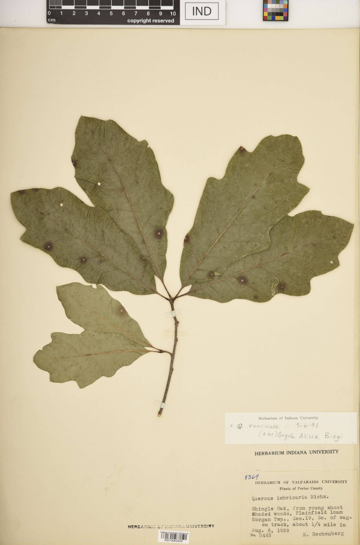 Quercus × runcinata image