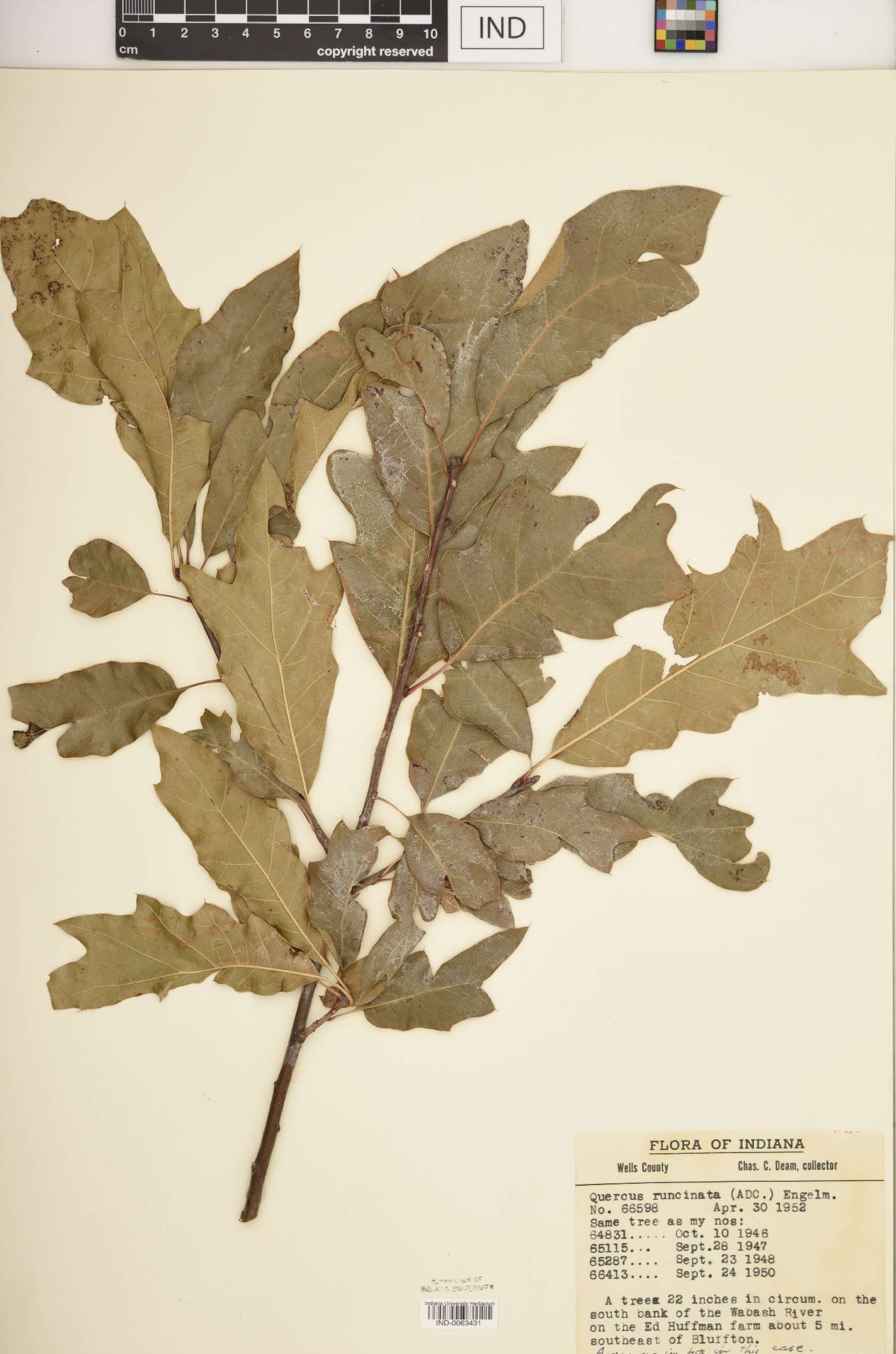 Quercus × runcinata image