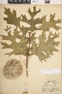 Quercus shumardii image