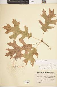 Quercus shumardii image