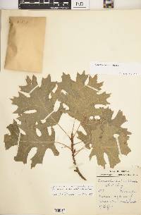 Quercus shumardii image