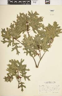 Quercus texana image