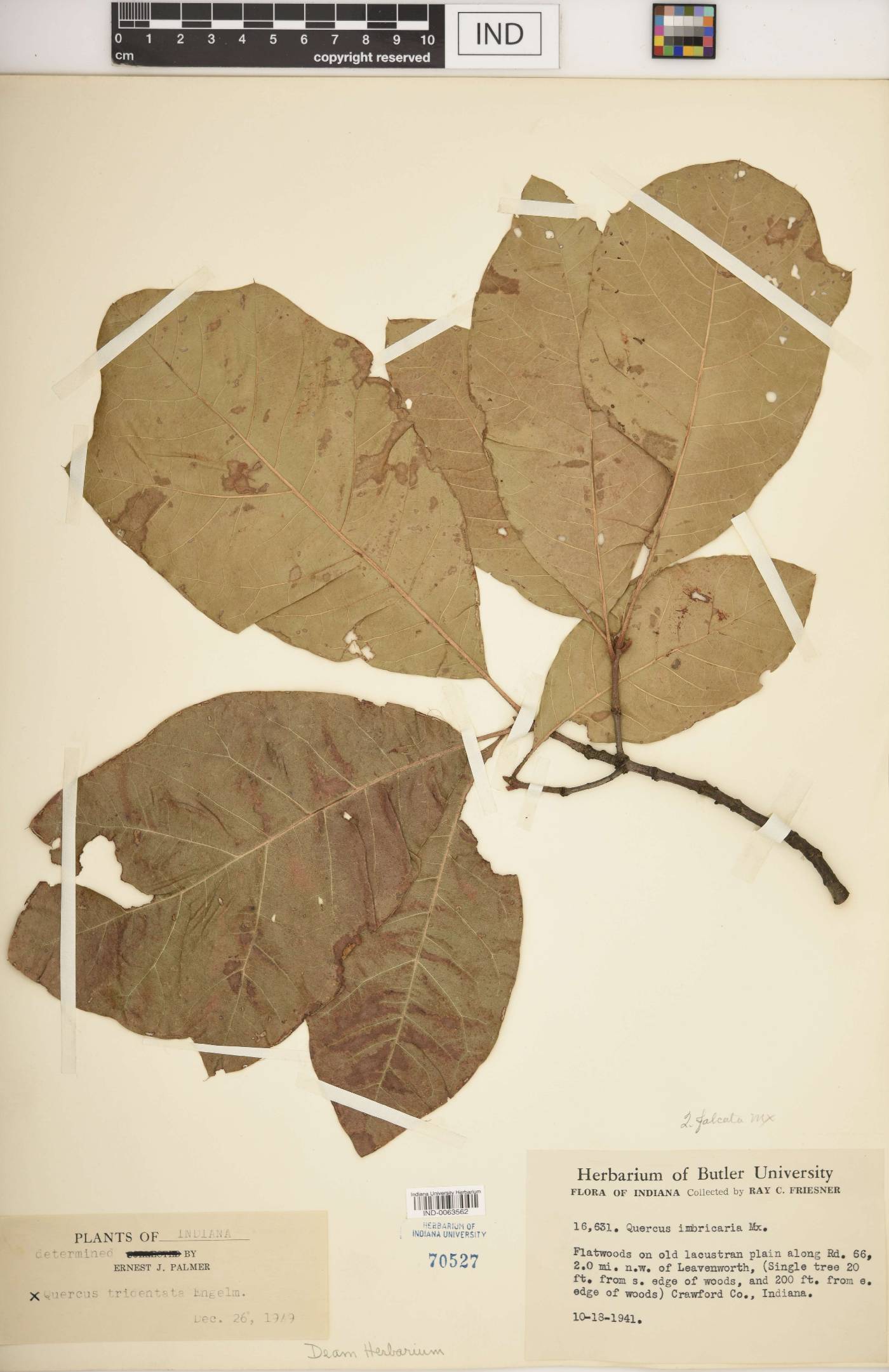 Quercus × tridentata image