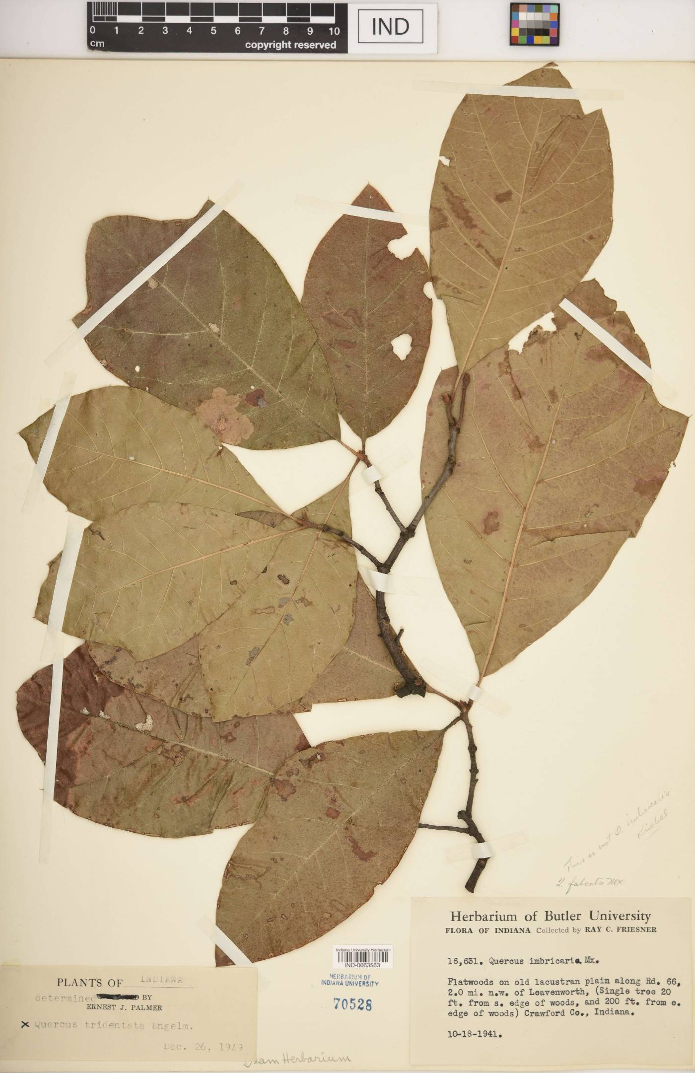 Quercus × tridentata image