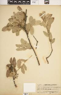 Quercus virginiana image