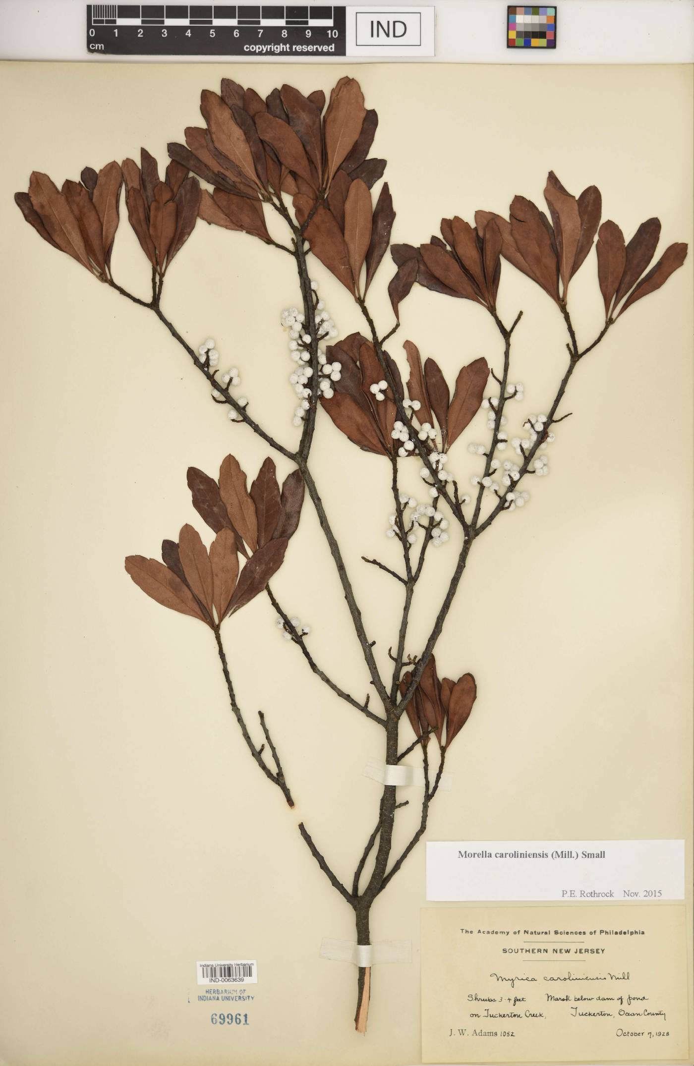 Morella caroliniensis image