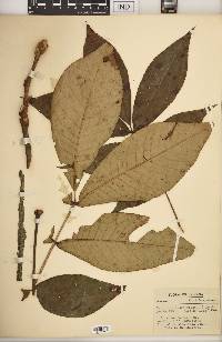 Carya laciniosa image