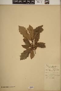 Quercus prinoides image