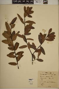 Quercus pumila image