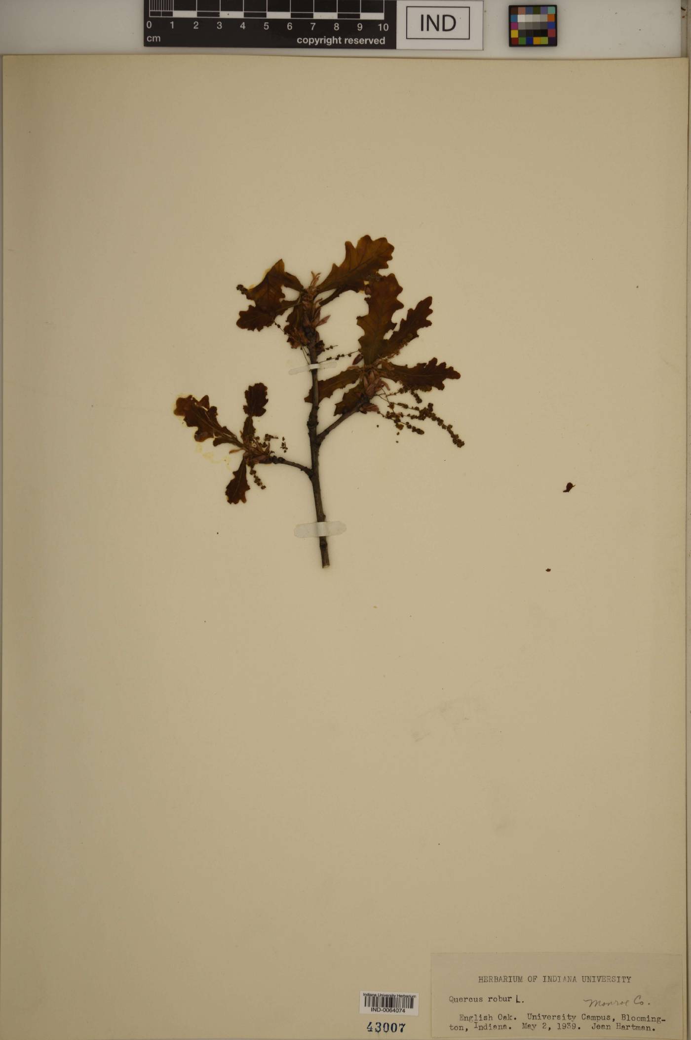 Quercus robur image